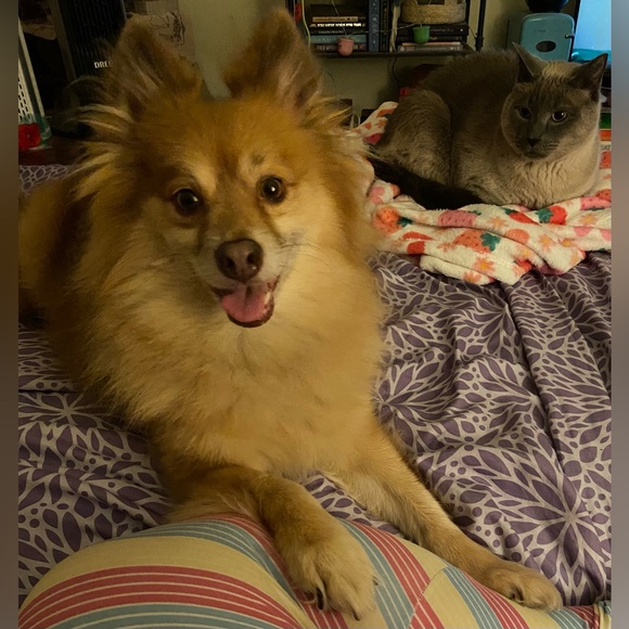 Other - 🍍 Chai and Earl Snacks
